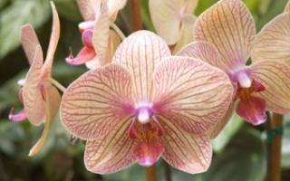 Орхидея ядовитая или нет?